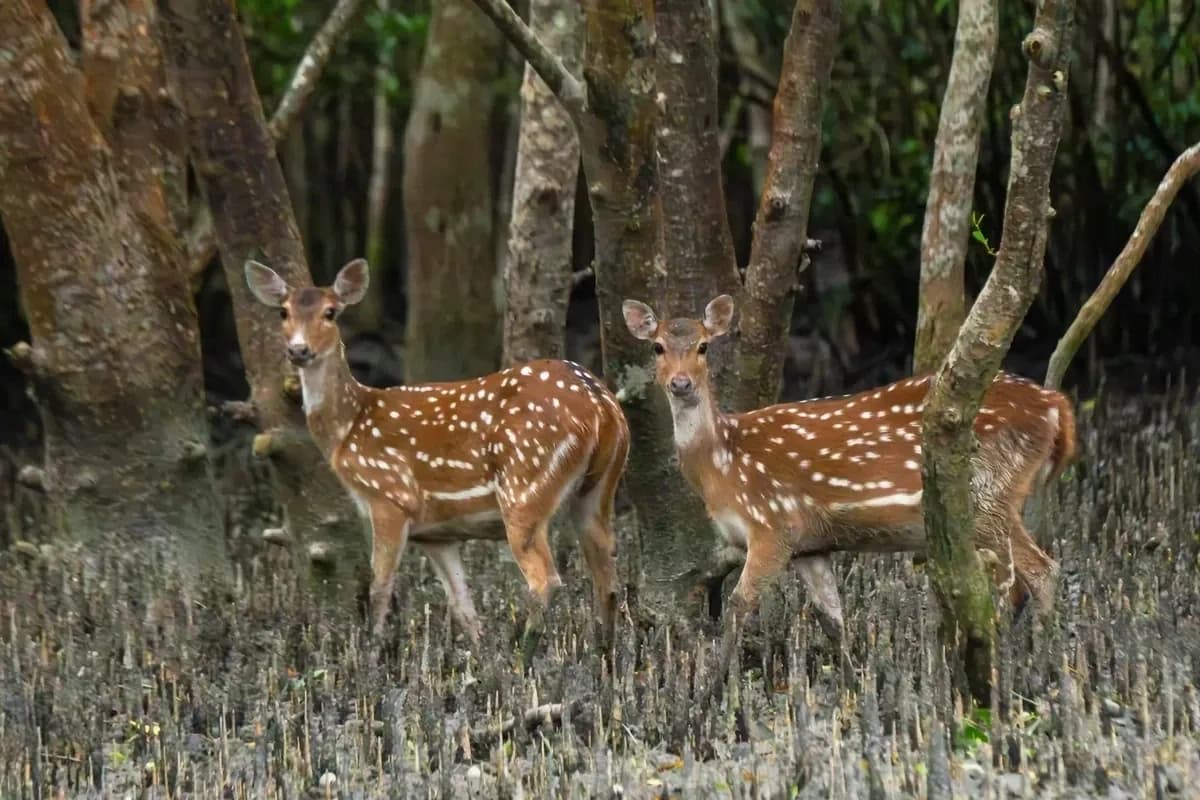 Chital or Spotted Deer (Axis axis)