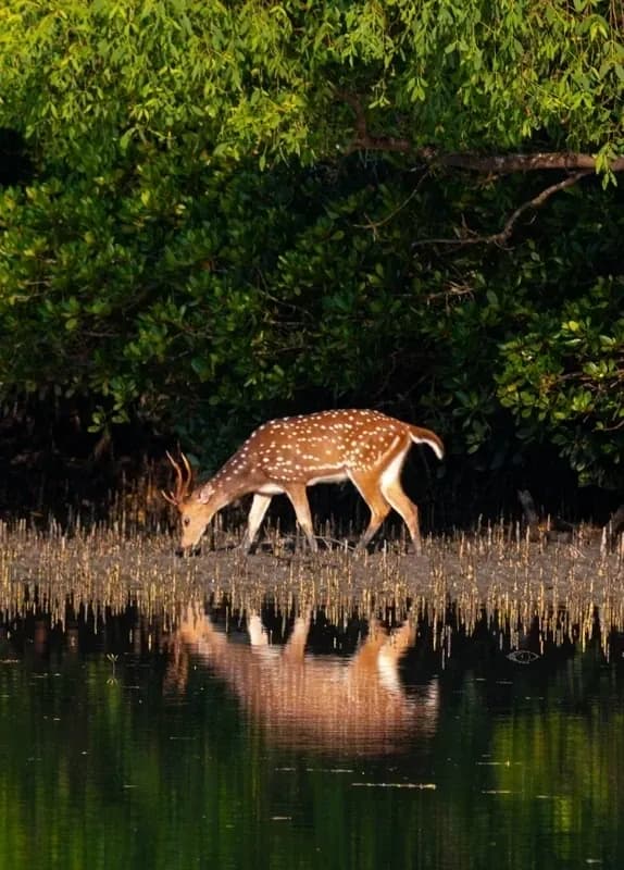 Chital or Spotted Deer (Axis axis)