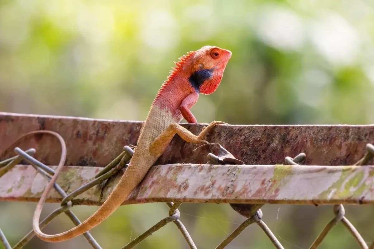Oriental Garden Lizard (Calotes versicolor)