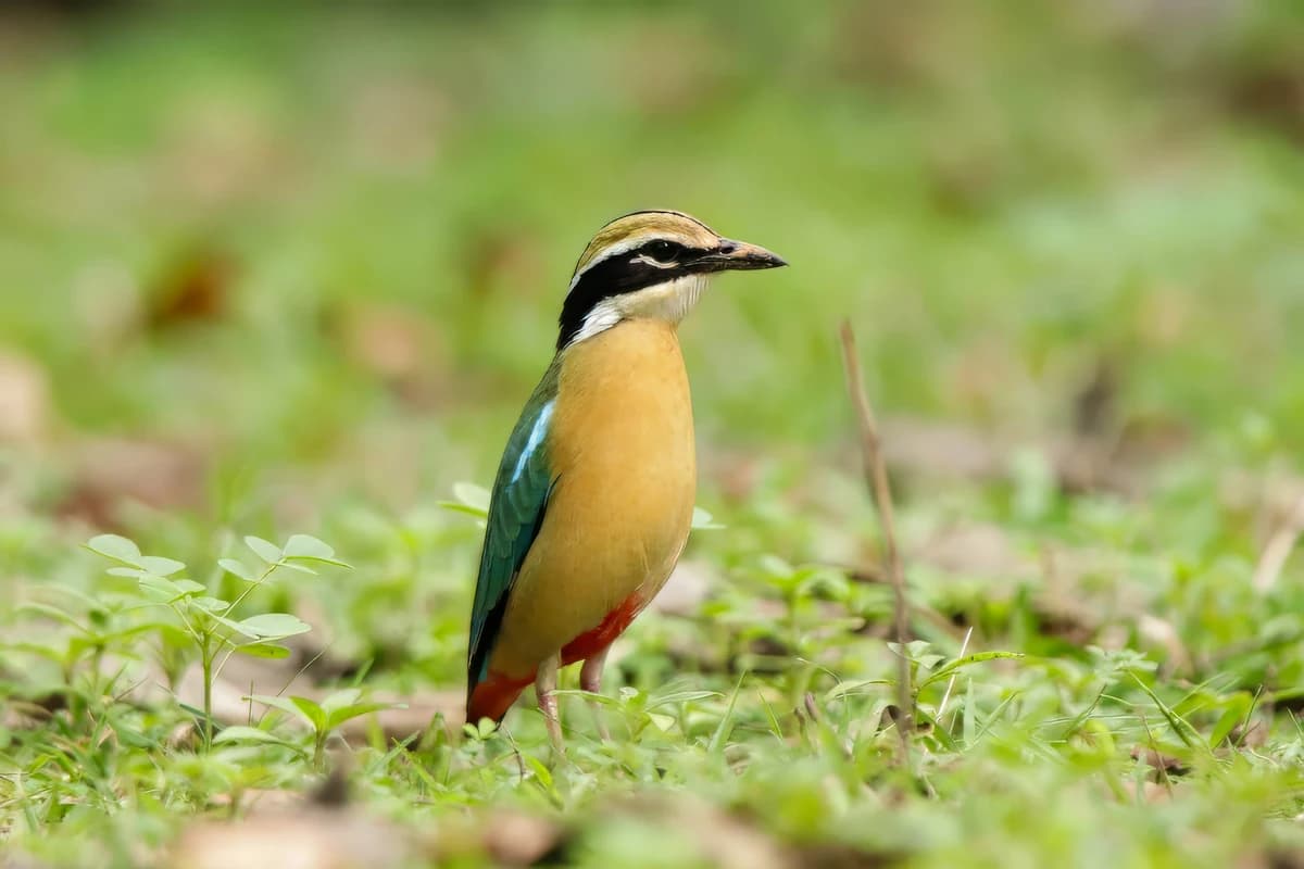 Indian Pitta (Pitta brachyura)