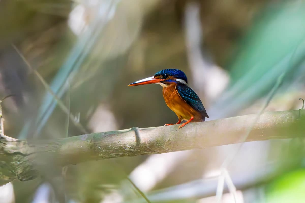 Blue-eared Kingfisher (Alcedo meninting)