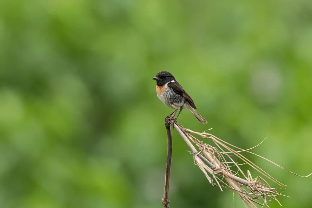 Male Siberian Stonechat (Saxicola maurus)