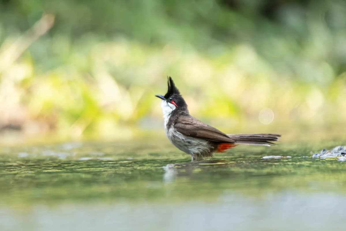 Red-whiskered Bulbul (Pycnonotus jocosus.)
