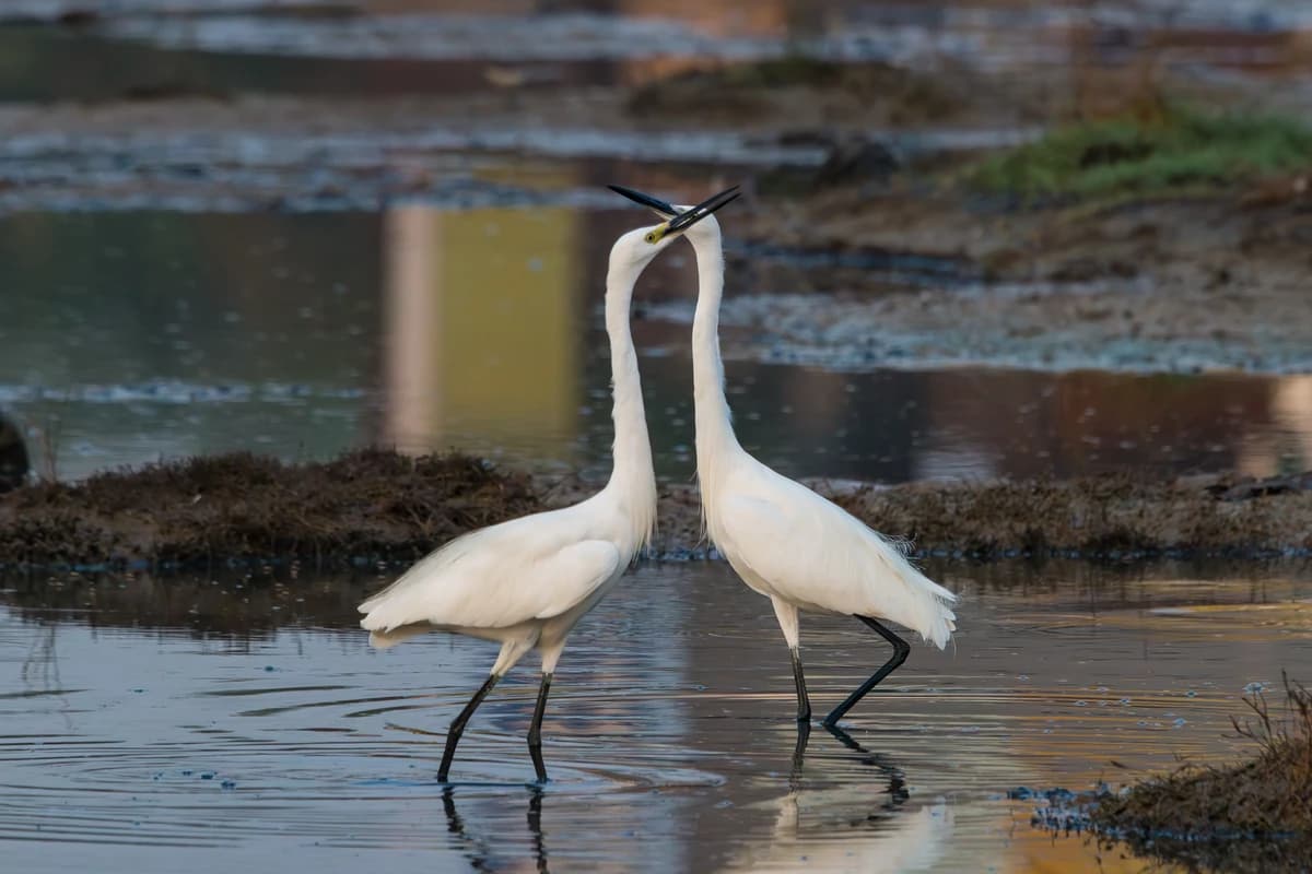 Little Egrets (Egretta garzetta)