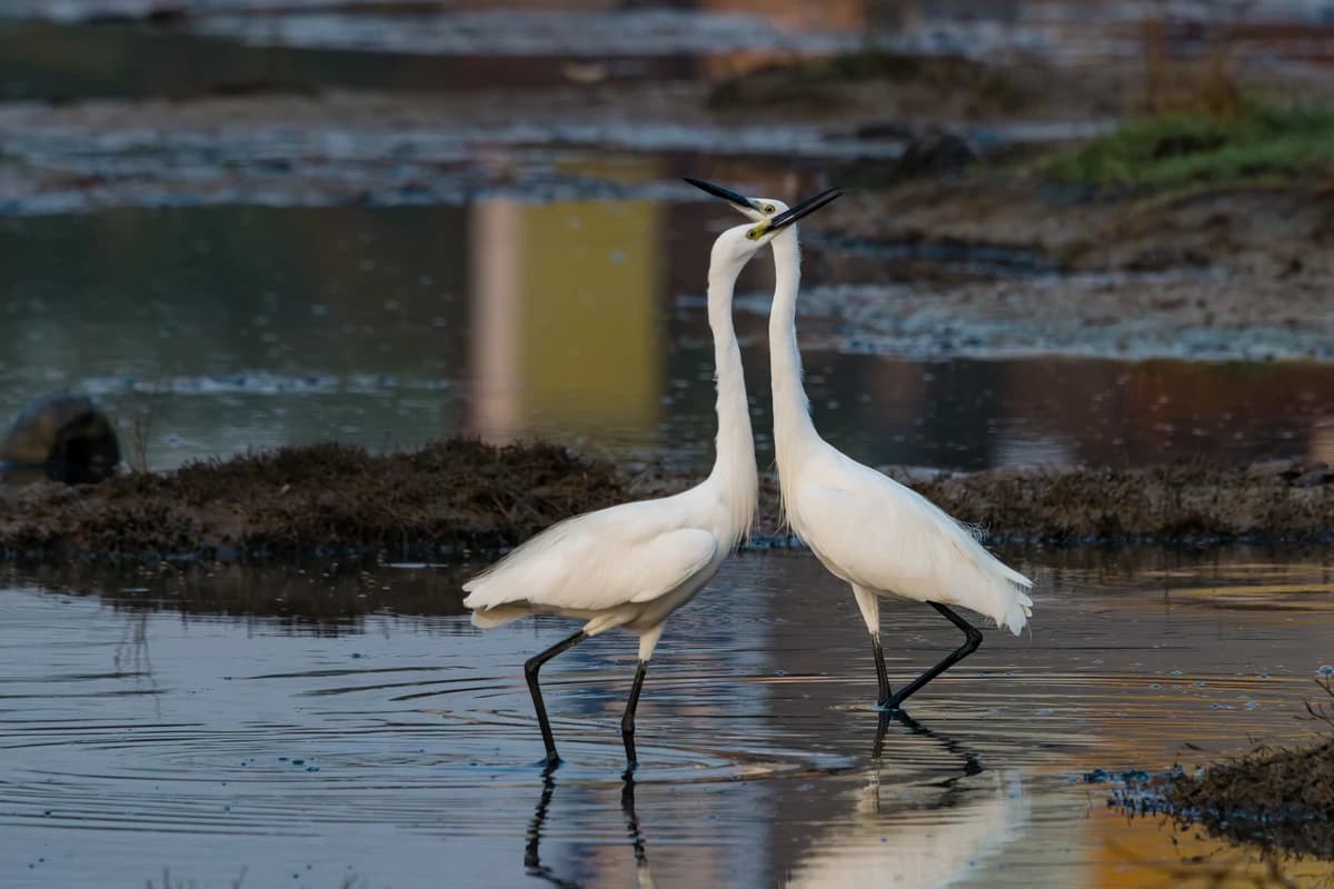 Little Egrets (Egretta garzetta)
