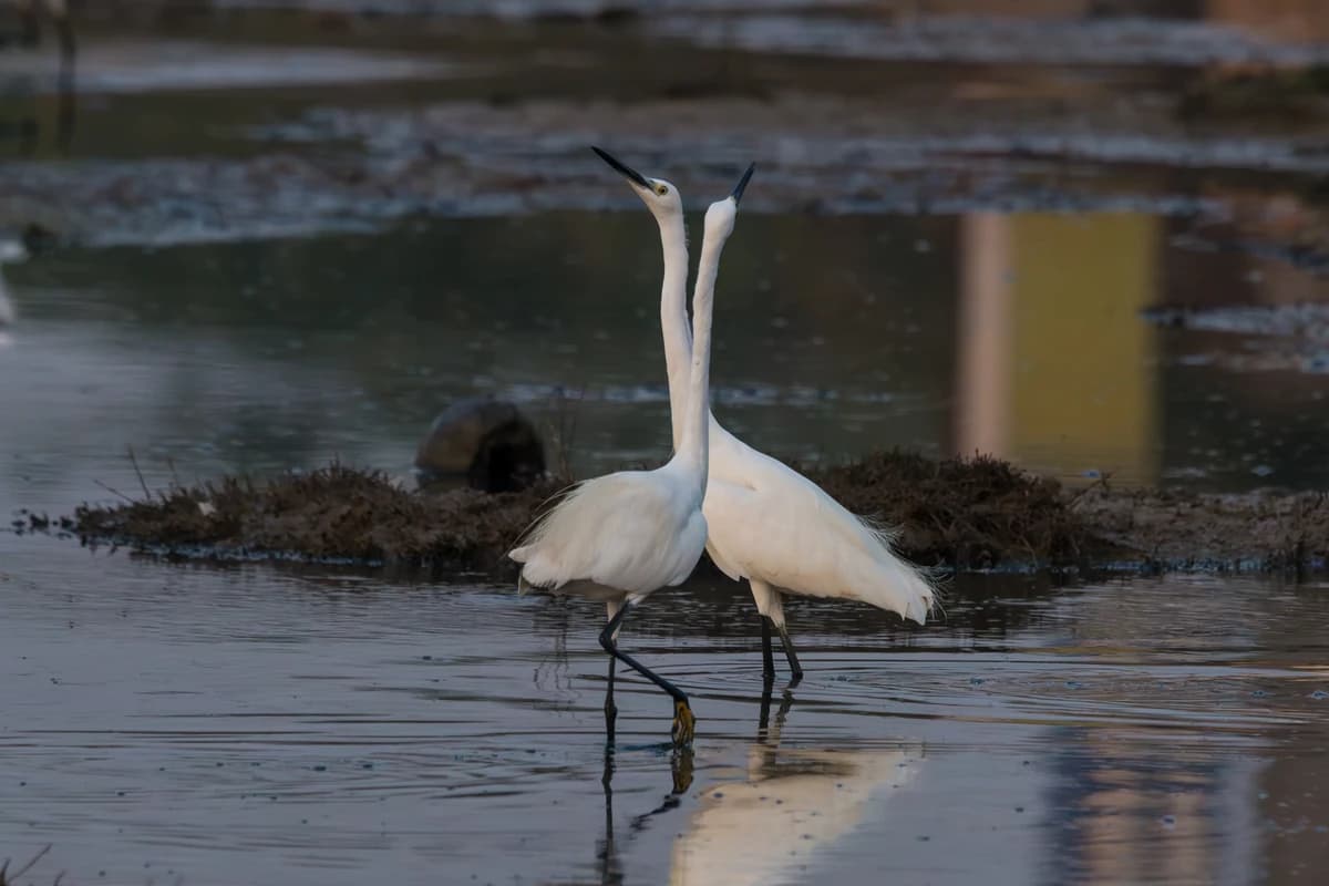 Little Egrets (Egretta garzetta)