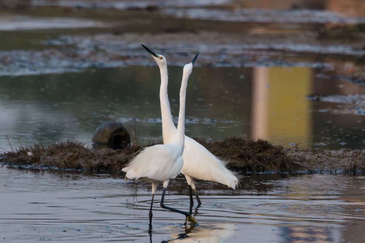 Little Egrets (Egretta garzetta)