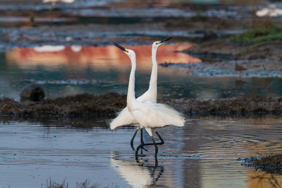 Little Egrets (Egretta garzetta)