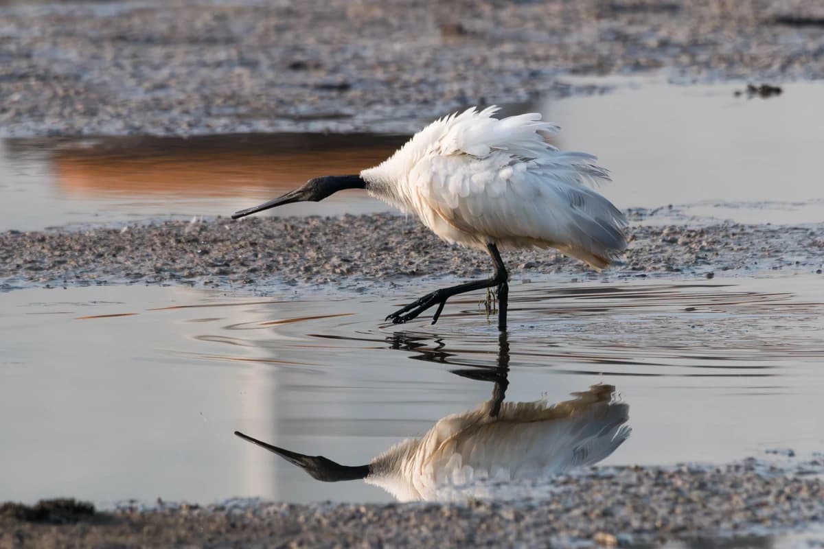 Little Egrets (Egretta garzetta)