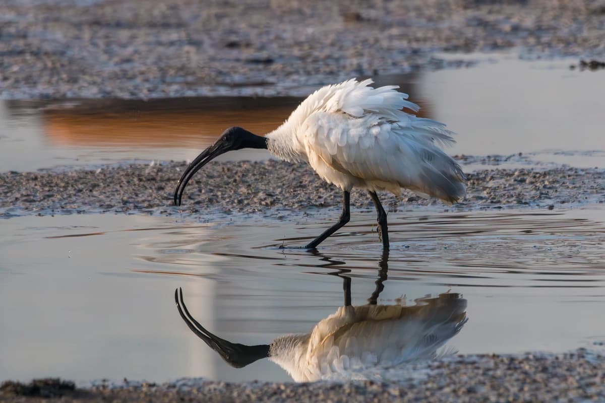 Black-headed Ibis (Threskiornis melanocephalus)