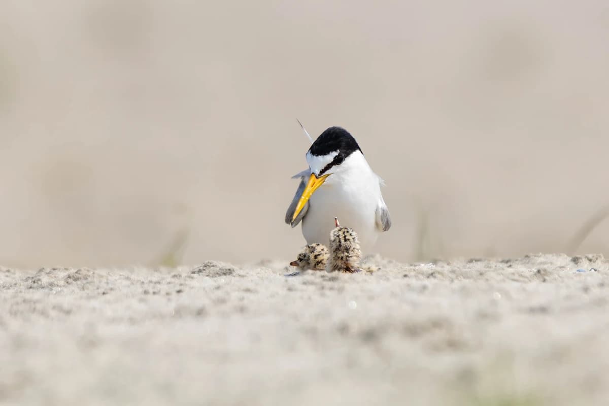 Little Tern (Sternula albifrons)