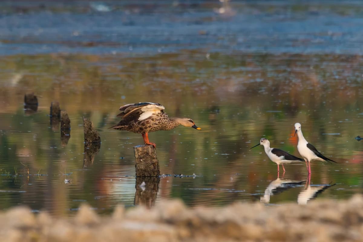 Indian Spot-billed Duck (Anas poecilorhyncha)