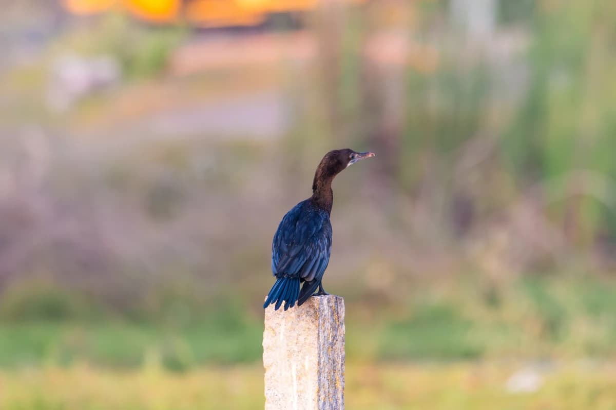 Little Cormorant (Microcarbo niger)