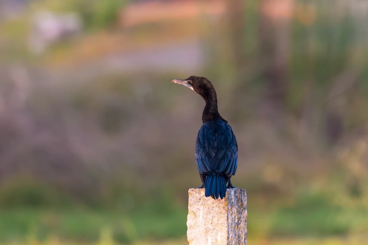 Little Cormorant (Microcarbo niger)