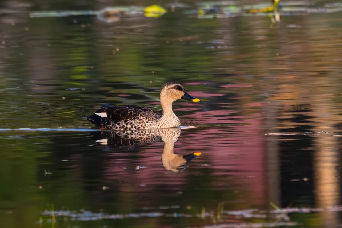 Indian Spot-billed Duck (Anas poecilorhyncha)