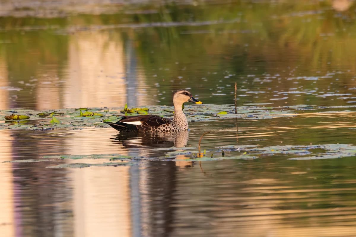 Indian Spot-billed Duck (Anas poecilorhyncha)