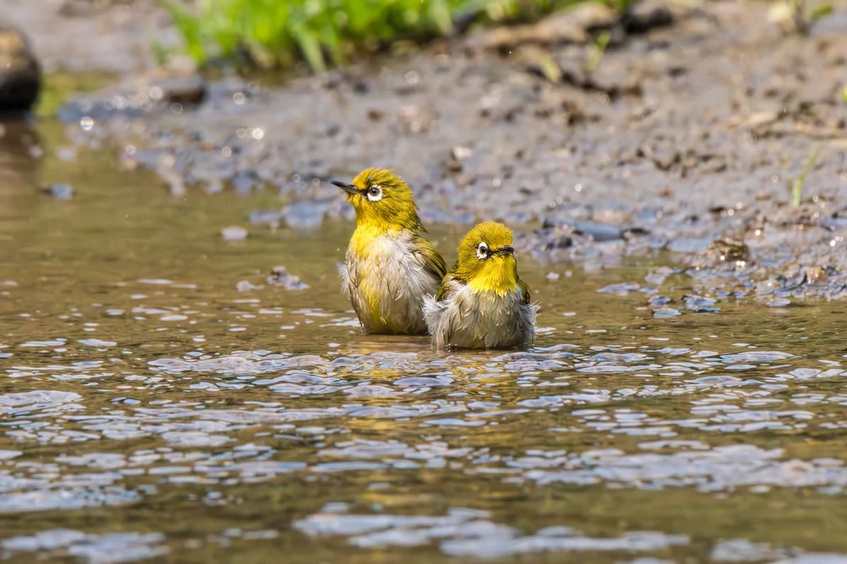 Indian White-eyes (Zosterops palpebrosus)