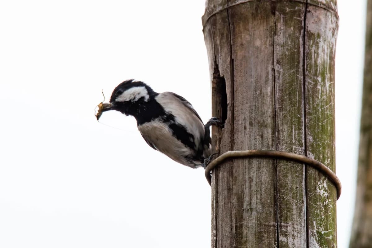 Cinereous Tit (Parus cinereus)