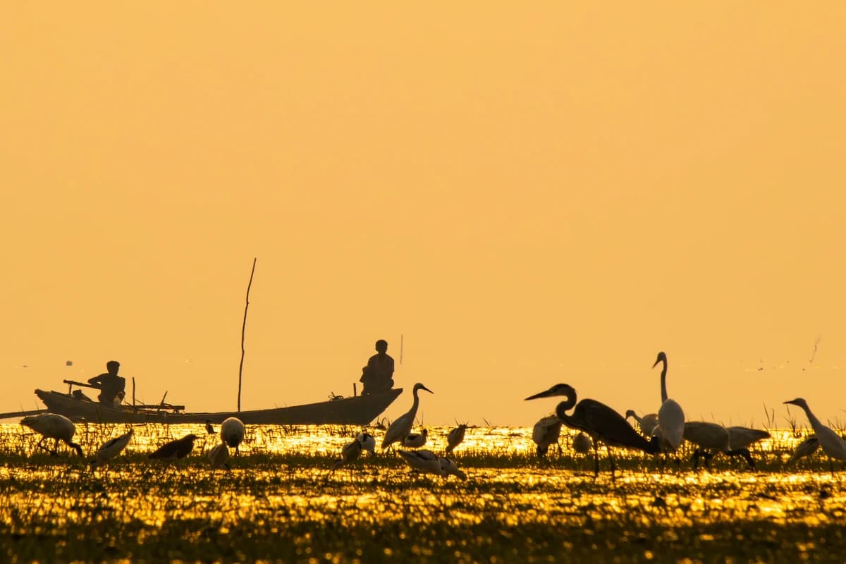 Great Egrets (Ardea alba)