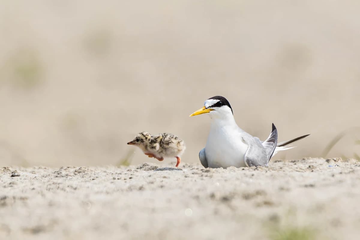 Little Tern (Sternula albifrons)