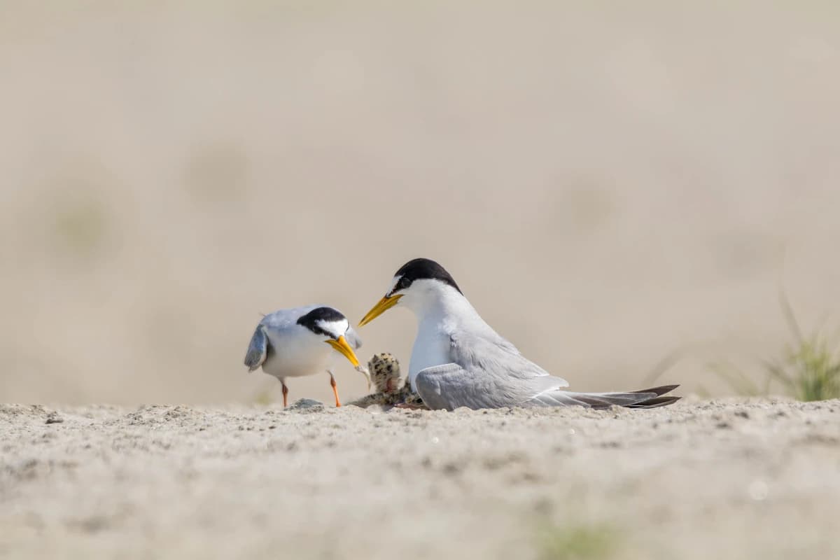 Little Tern (Sternula albifrons)