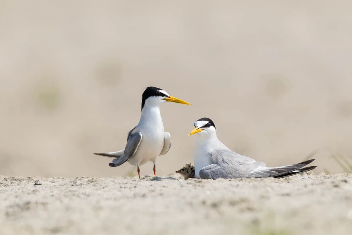Little Tern (Sternula albifrons)