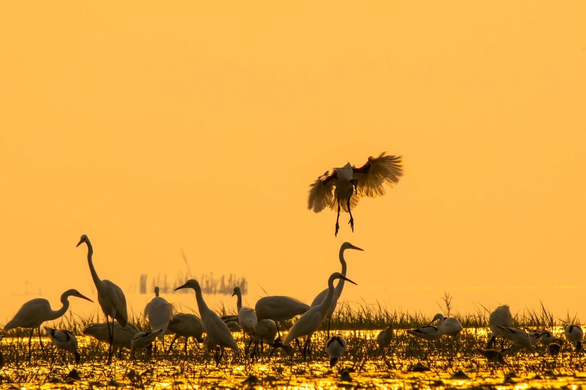 Great Egrets (Ardea alba)