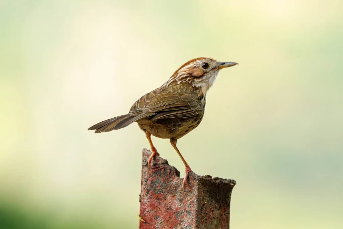 Puff-throated Babbler