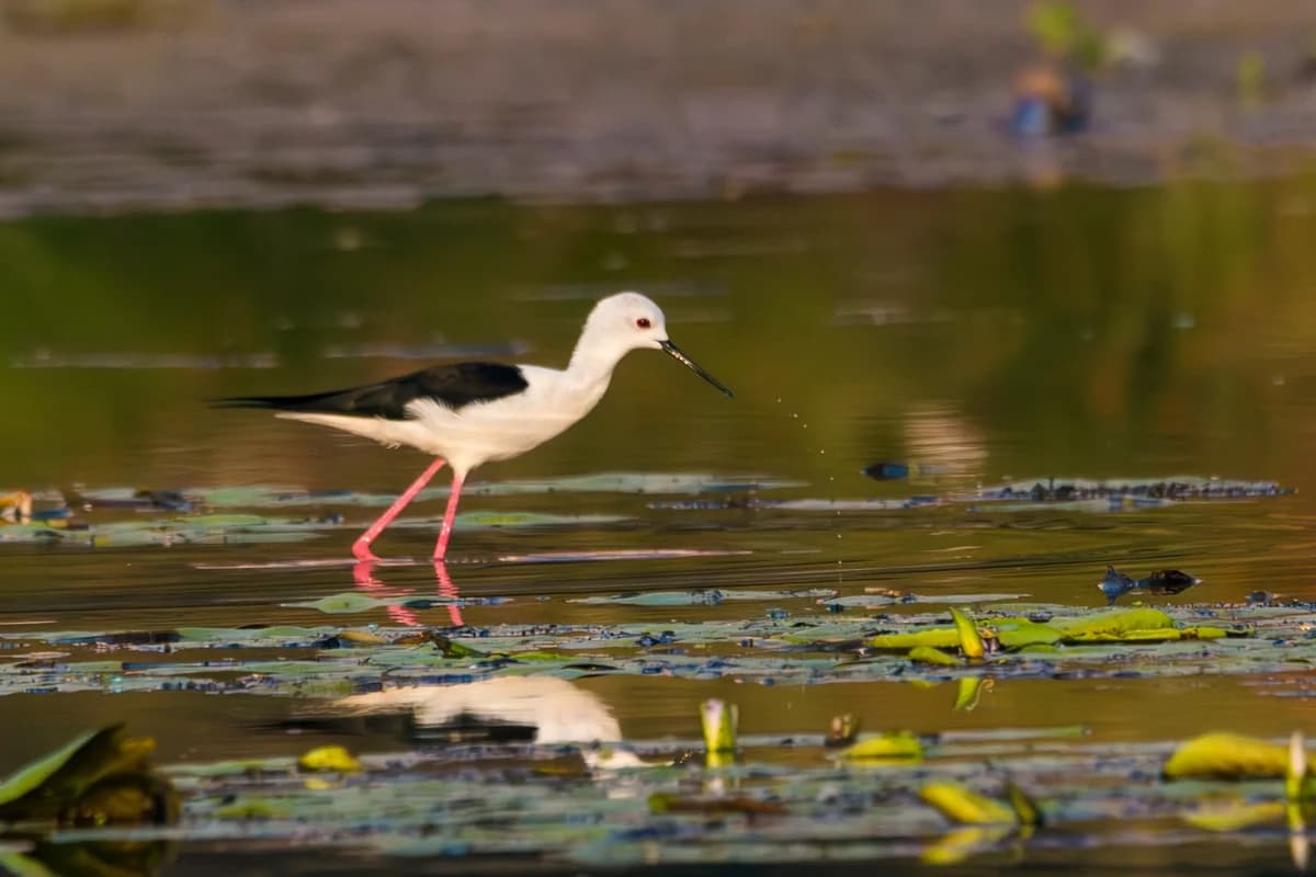 Black-winged Stilt