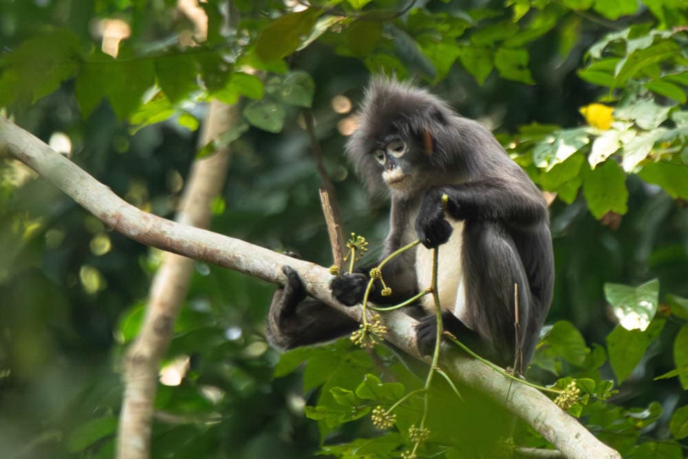 Phayre's Leaf Monkey (চশমাপরা হনুমান)