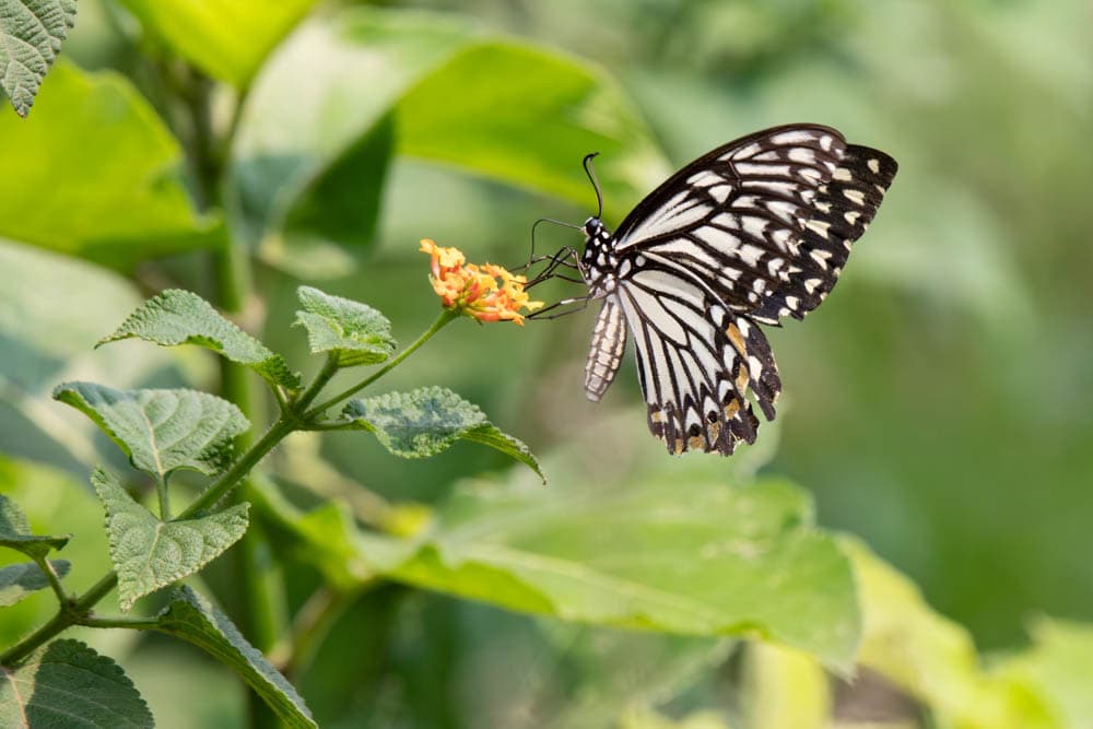 Common Mime butterfly