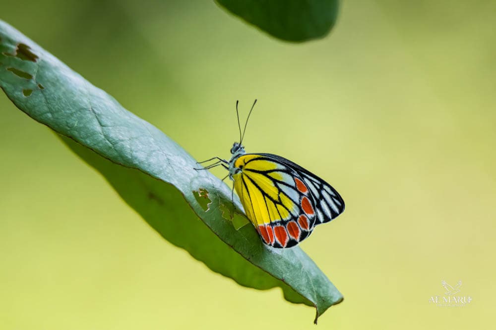 Common Jezebel
